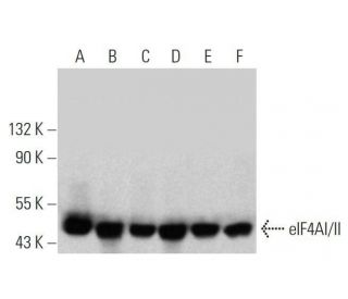eIF4AI/II Antibody (H-5) - Western Blotting - Image 358586