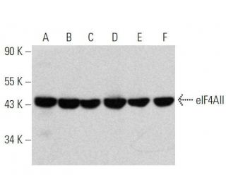eIF4AII Antibody (G-5) - Western Blotting - Image 358702