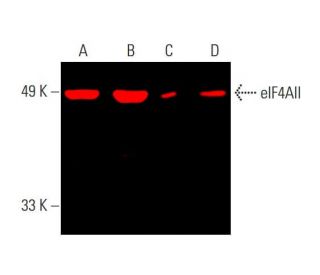 eIF4AII Antibody (H-5) - Western Blotting - Image 386977