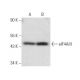 eIF4AIII Antibody (3F1) - Western Blotting - Image 12578