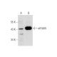 eIF4AIII Antibody (3F1) - Western Blotting - Image 129601 
