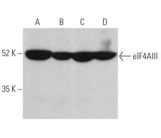eIF4AIII Antibody (B-2) - Western Blotting - Image 360323 