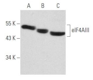 eIF4AIII Antibody (B-2) - Western Blotting - Image 357385 