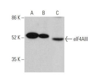 eIF4AIII Antibody (B-2) - Western Blotting - Image 360322The Double Nickase Plasmid features a U6 promoter for sgRNA expression, a 20 nt targeting sequence, and a gRNA scaffold to guide Cas9n. It includes a CBh promoter for Cas9n (D10A) and puromycin resistance, GFP for transfection verification, and nuclear localization signals (NLS). The 2A peptide allows co-expression of Cas9n and Puro from a single promoter, enabling precise genome editing with reduced off-target effects.