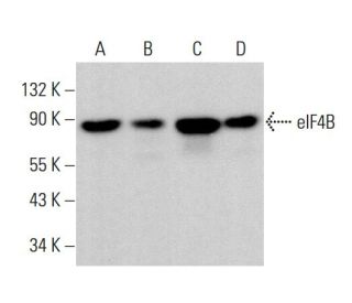 eIF4B Antibody (A-2) - Western Blotting - Image 382213 