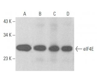 eIF4E Antibody (A-10) - Western Blotting - Image 353962 