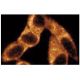 eIF4G Antibody (40) - Immunofluorescence - Image 60729