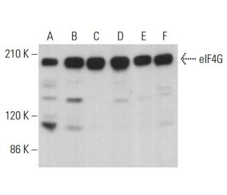 eIF4G Antibody (H-2) - Western Blotting - Image 380673 