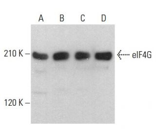 eIF4G Antibody (C-11) - Western Blotting - Image 379541
