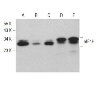 eIF4H Antibody (C-6) - Western Blotting - Image 381391 