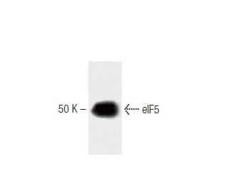 eIF5 Antibody (20) - Western Blotting - Image 60290 