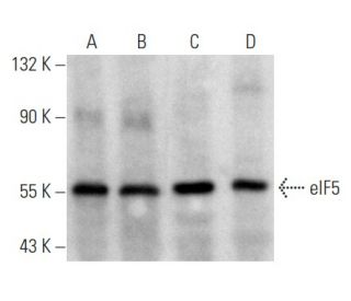 eIF5 Antibody (A-3) - Western Blotting - Image 357276 