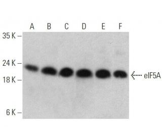 eIF5A Antibody (H-8) - Western Blotting - Image 358569 