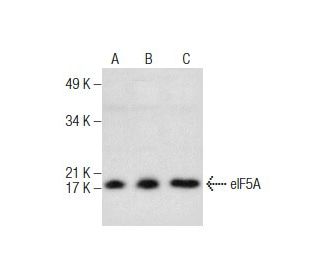 eIF5A Antibody (H-8) - Western Blotting - Image 286883