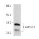 Elastase-1 Antibody (4H5) - Western Blotting - Image 374542