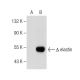 elastin Antibody (A-8) - Western Blotting - Image 154810