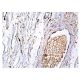 elastin Antibody (BA-4) - Immunohistochemistry - Image 157174