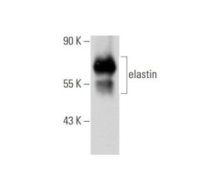 elastin Antibody (BA-4) - Western Blotting - Image 129605 