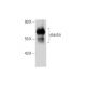 elastin Antibody (BA-4) - Western Blotting - Image 129605 