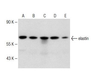 elastin Antibody (E-11) - Western Blotting - Image 150096 
