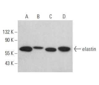 elastin Antibody (E-11) - Western Blotting - Image 379393