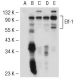 Elf-1 Antibody (B-9) - Western Blotting - Image 51744