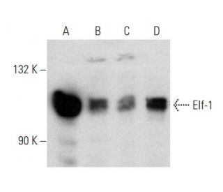 Elf-1 Antibody (B-9) - Western Blotting - Image 358431 
