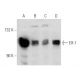 Elf-1 Antibody (B-9) - Western Blotting - Image 358431 