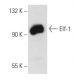 Elf-1 Antibody (D-4) - Western Blotting - Image 358433