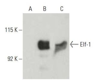 Elf-1 Antibody (D-4) - Western Blotting - Image 397515 