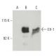 Elf-1 Antibody (D-4) - Western Blotting - Image 397515 