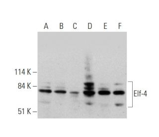 Elf-4 Antibody (E-11) - Western Blotting - Image 346474 