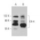 Elf-4 Antibody (E-11) - Western Blotting - Image 370147 