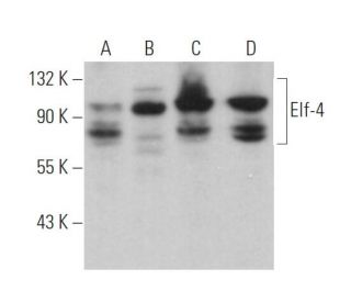 Elf-4 Antibody (F-11) - Western Blotting - Image 371164 