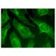 Elf-5 Antibody (C-1) - Immunofluorescence - Image 159665 