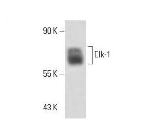 Elk-1 Antibody (3H6D12) - Western Blotting - Image 16286 