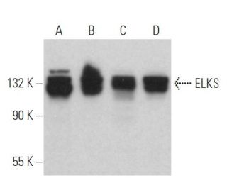 ELKS Antibody (G-10) - Western Blotting - Image 366735 