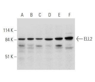 ELL2 Antibody (B-7) - Western Blotting - Image 344521 