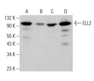 ELL2 Antibody (G-5) - Western Blotting - Image 382643 