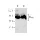 Elmo Antibody (G-8) - Western Blotting - Image 82637 