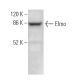 Elmo Antibody (G-8) - Western Blotting - Image 371676 