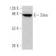 Elmo Antibody (G-8) - Western Blotting - Image 371682