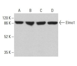Elmo1 Antibody (B-7) - Western Blotting - Image 360252 
