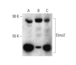 Elmo2 Antibody (C-12) - Western Blotting - Image 144659 