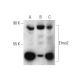 Elmo2 Antibody (C-12) - Western Blotting - Image 144659 