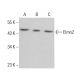 Elmo2 Antibody (C-12) - Western Blotting - Image 381868