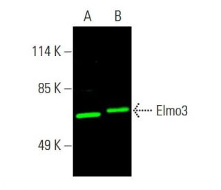 Elmo3 Antibody (E-4) - Western Blotting - Image 387262 