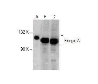 Elongin A Antibody (A-5) - Western Blotting - Image 149524 