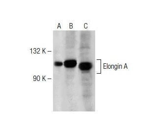 Elongin A Antibody (F-11) - Western Blotting - Image 149525 