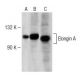 Elongin A Antibody (F-11) - Western Blotting - Image 149525 